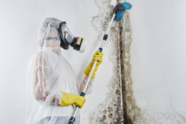 Best Attic Mold Removal  in Aventura, FL