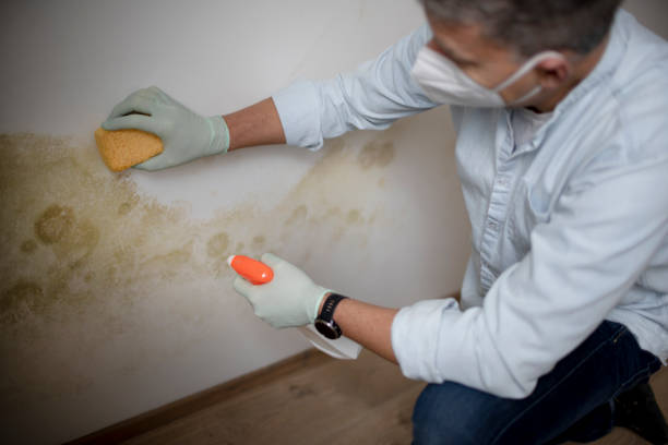 Best Attic Mold Removal  in Aventura, FL