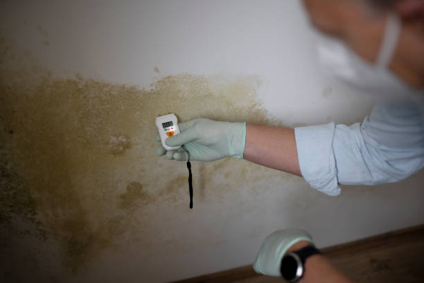 Best Commercial Mold Removal  in Aventura, FL