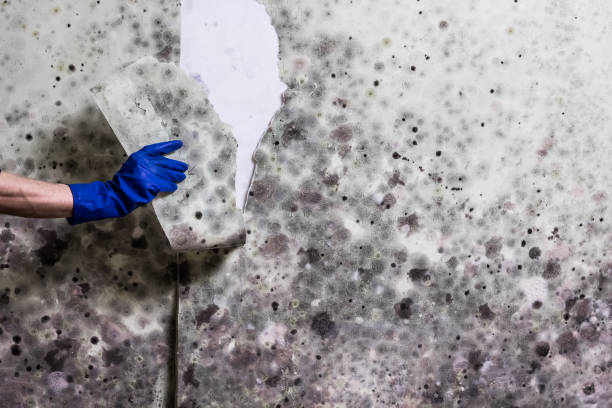 Best Professional Mold Removal  in Aventura, FL